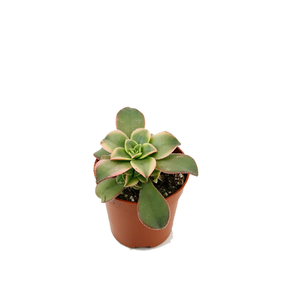 Aeonium Kiwi Succulent House Plant 5.5cm Pot Potted Houseplants