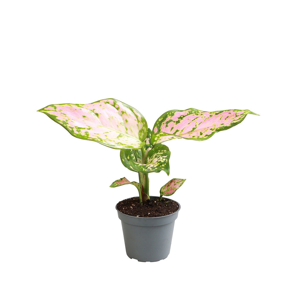 Aglaonema Red Valentine Chinese Evergreen House Plant 6cm Pot Potted Houseplants
