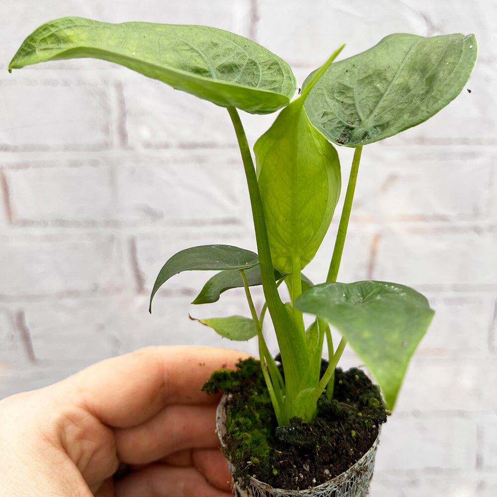 Alocasia Cucullata Baby House Plant in 6cm Net House Plant