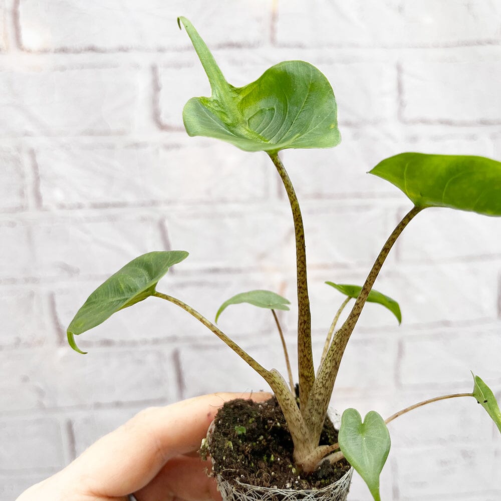 Alocasia Stringray Baby House Plant in 6cm Net House Plant
