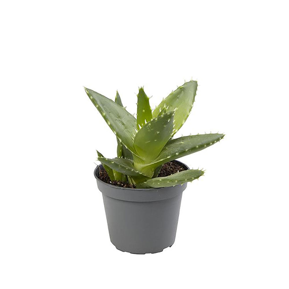 Aloe Brevifolia Succulent House Plant 6cm Pot Potted Houseplants