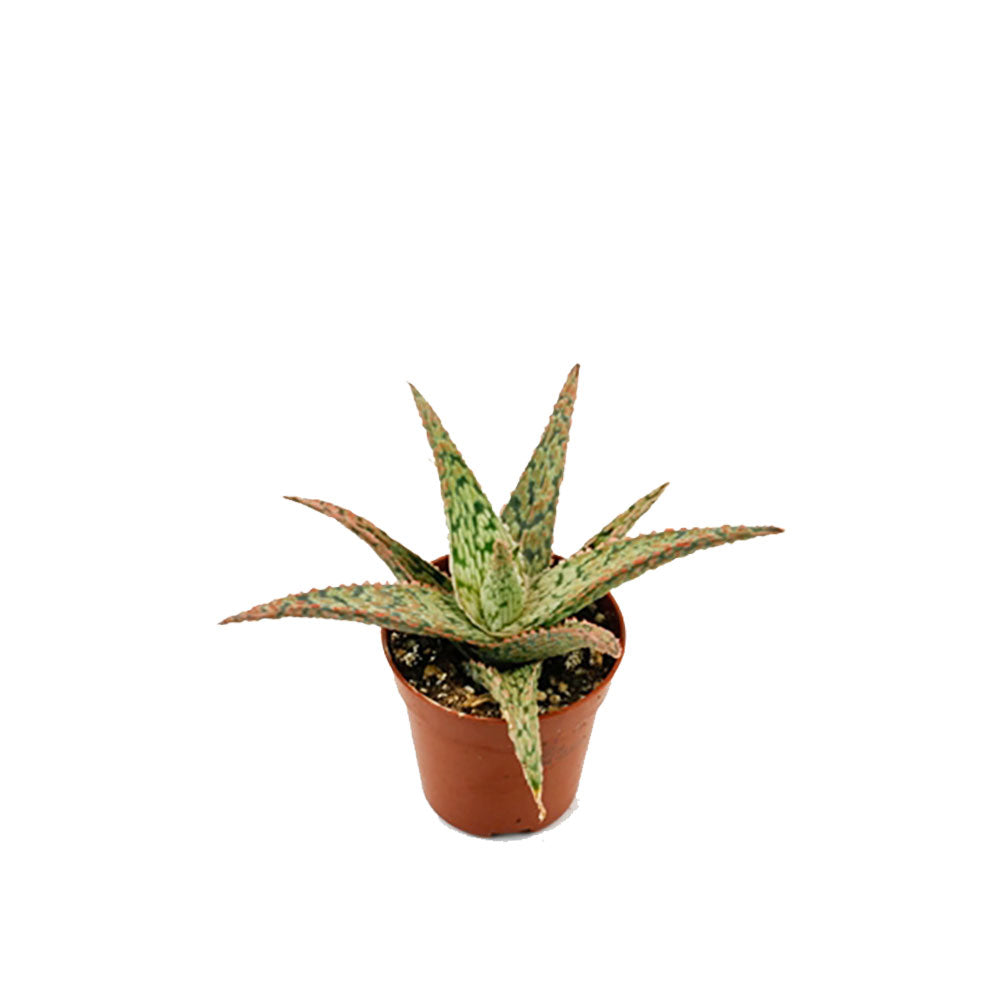 Aloe Carola Succulent House Plant 5.5cm Pot Potted Houseplants