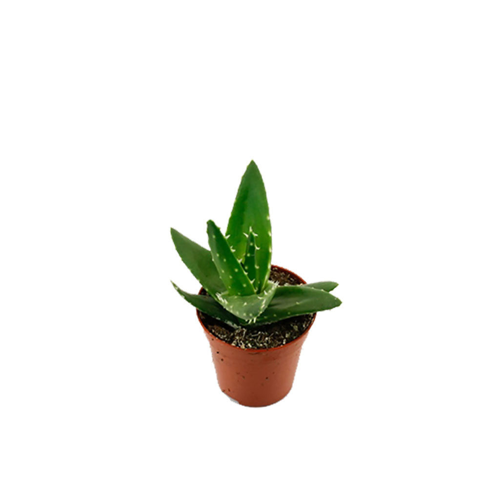 Aloe Mitriformis Succulent House Plant 5.5cm Pot Potted Houseplants