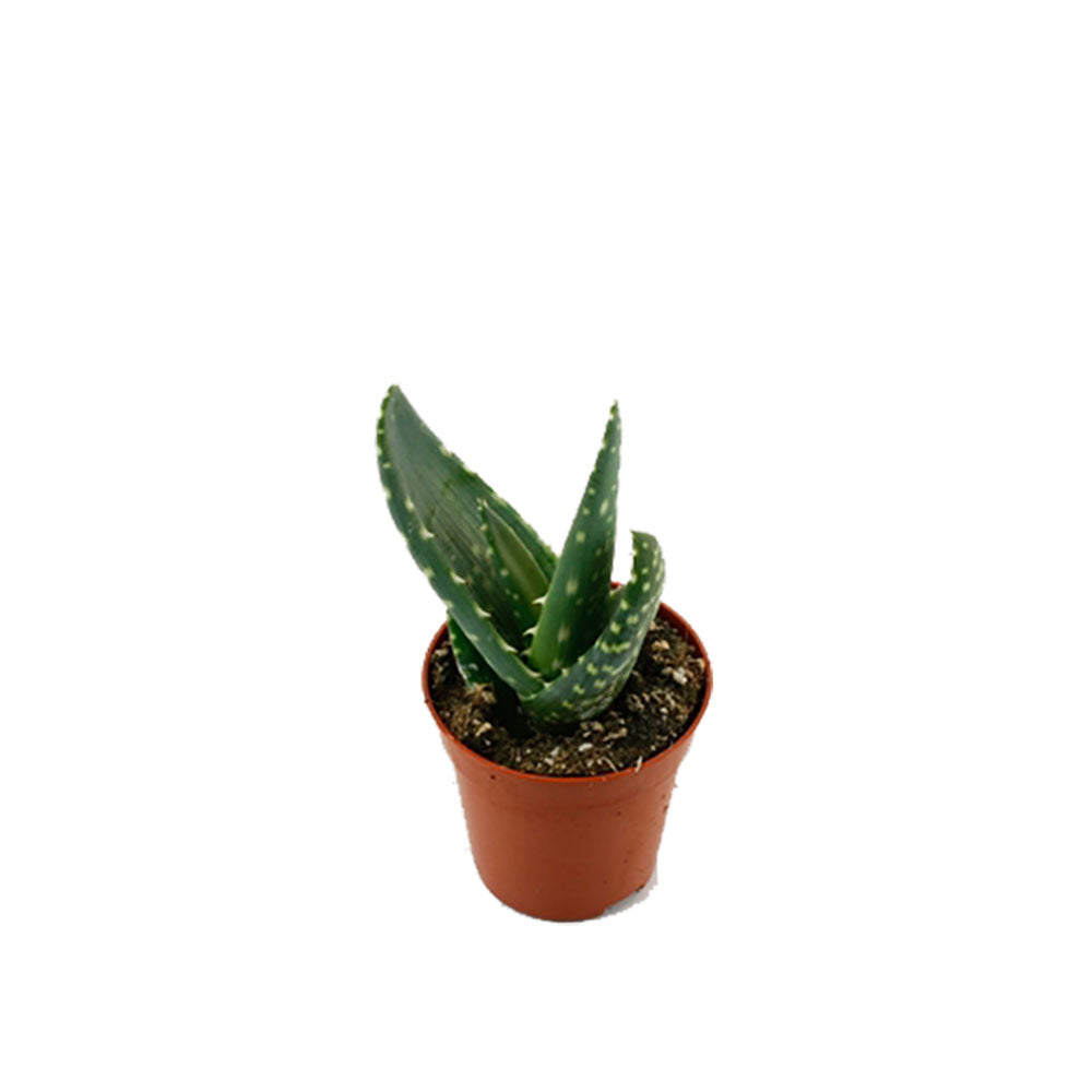 Aloe Peclere Succulent Varigata House Plant 5.5cm Pot Potted Houseplants