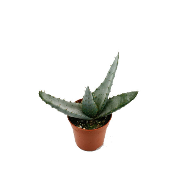 Aloe Peglerae Succulent House Plant 5.5cm Pot Potted Houseplants