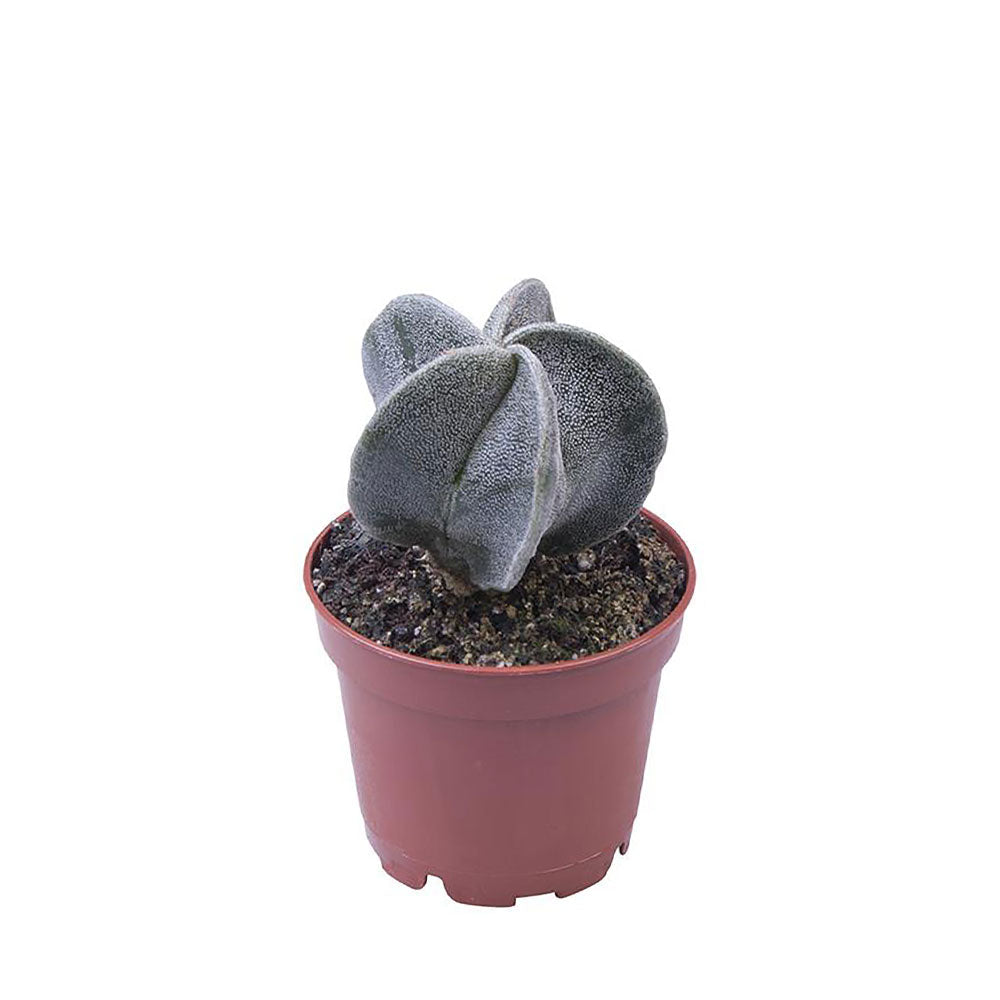 Astrophytum Mirostigma Succulent House Plant 6cm Pot Potted Houseplants