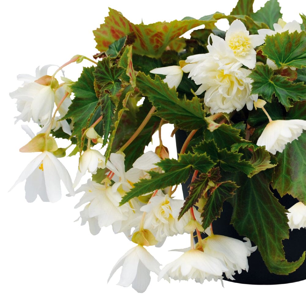 Begonia Funky White 18 x 3cm Jumbo Plug Plants Bedding Plants