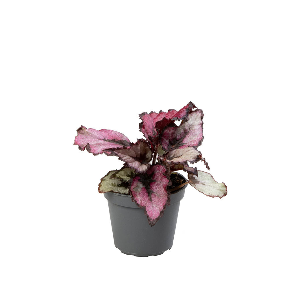 Begonia Rex Red Heart House Plant 6cm Pot Potted Houseplants