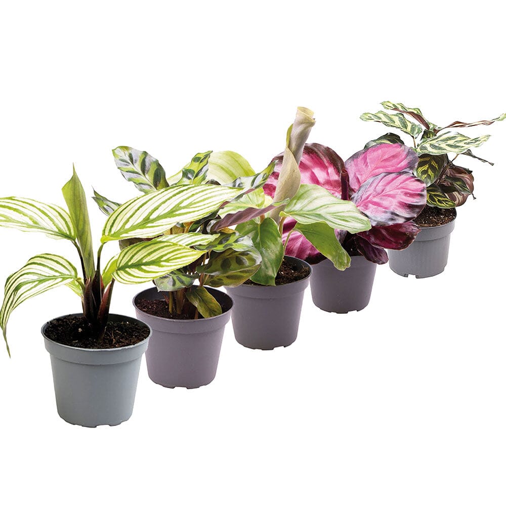 Calathea Collection - Baby Houseplants House Plant
