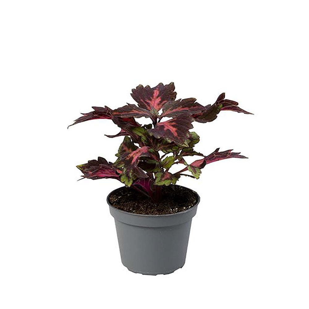 Coleus Stained Glassworks Royalty House Plant 6cm Pot Potted Houseplants