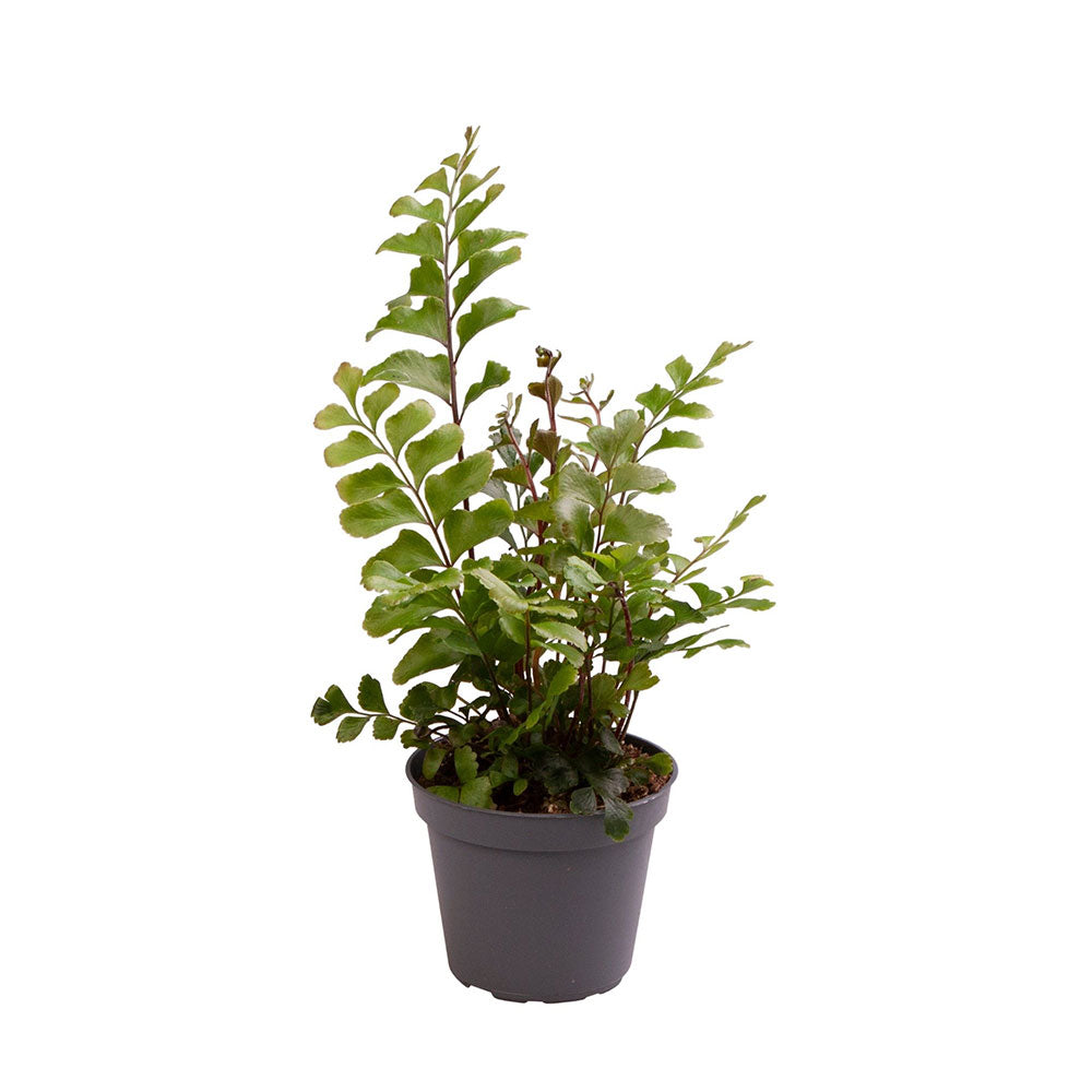 Didymochlaene Trunculata Fern House Plant 6cm Pot Potted Houseplants