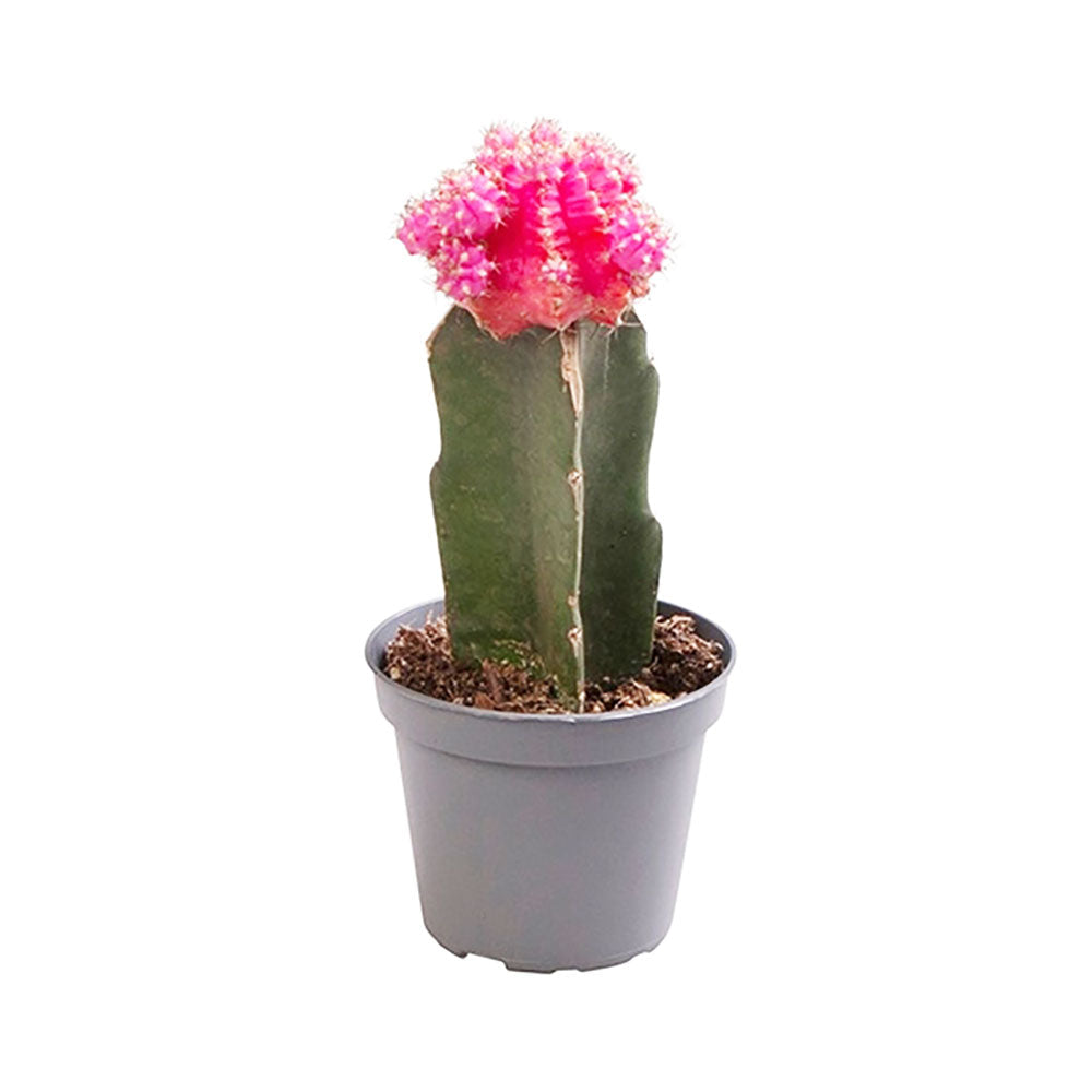 Gymnocalycum Pink Cactus House Plant 6cm Pot House Plant