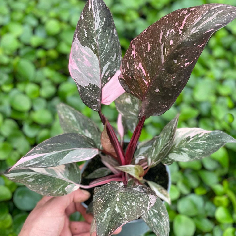Highly Variegated Pink Princess House Plant 12cm Pot House Plant