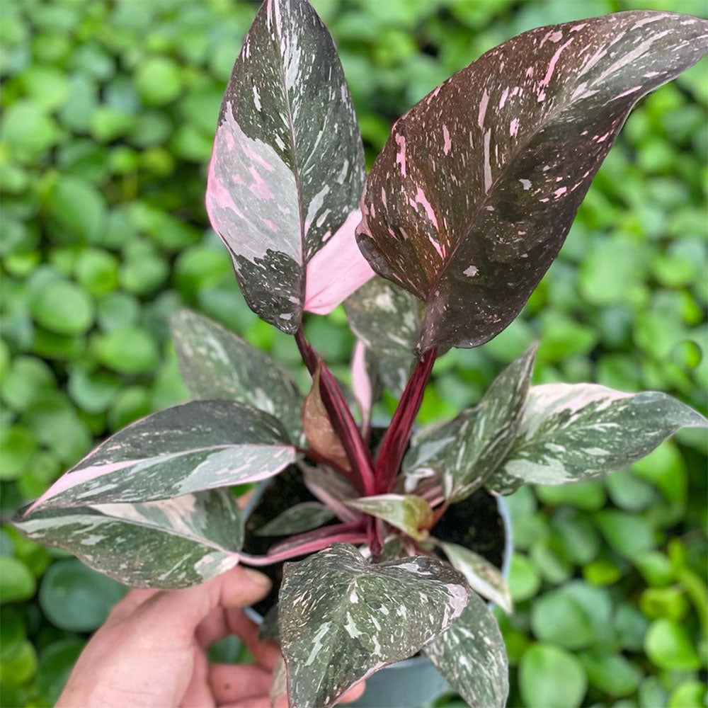 Variegated House Plants – Lazy Flora