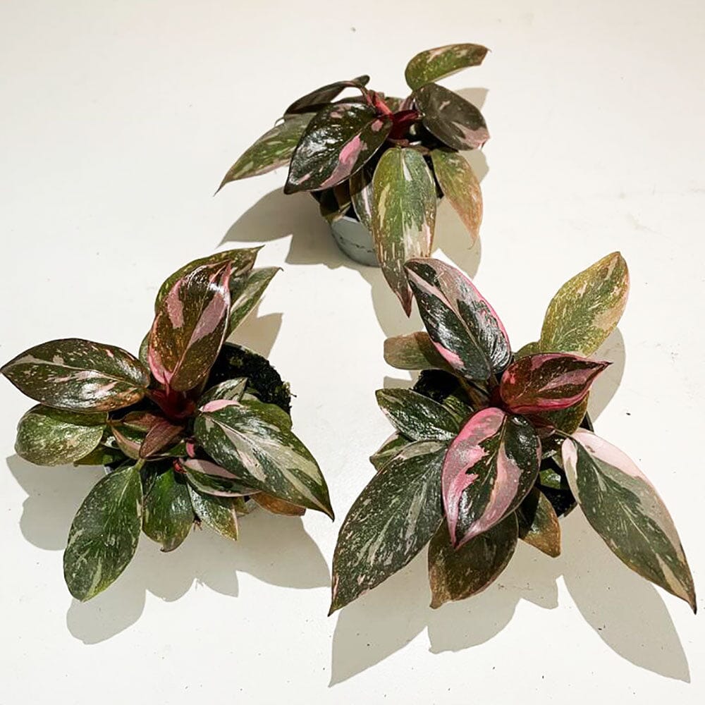 Highly Variegated Pink Princess House Plant 6cm Pot House Plant