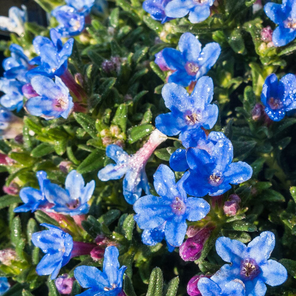 LITHODORA diffusa Heavenly Blue 9cm Pot Perennials