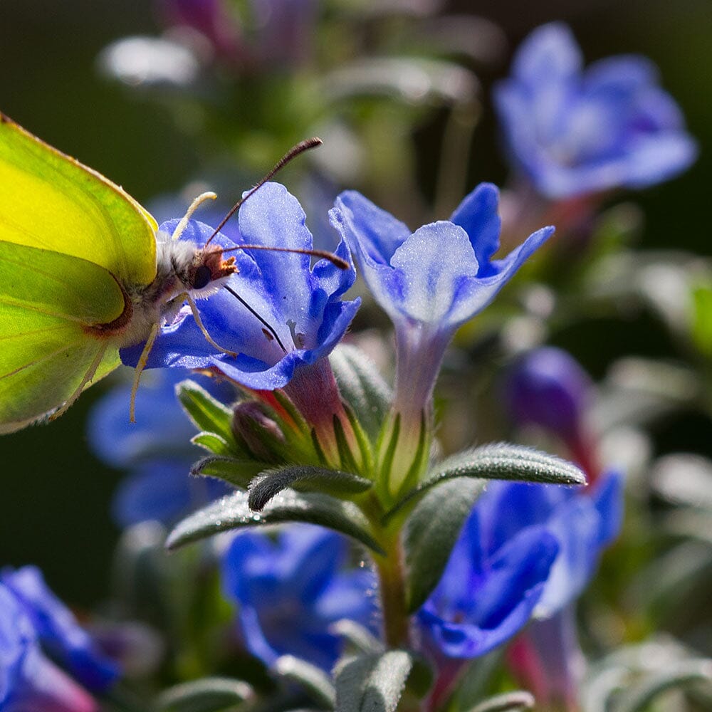 LITHODORA diffusa Tidepool Sky Blue 9cm Pot Perennials