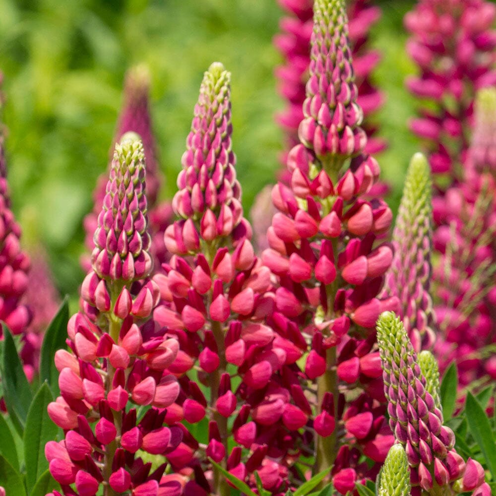 LUPIN Gallery Red 2 Litre Perennials