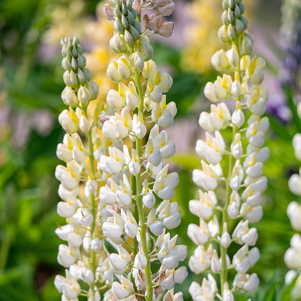 LUPIN Gallery White 2 Litre Perennials