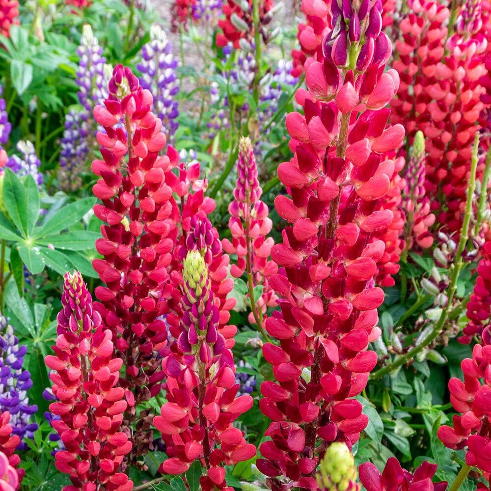 LUPIN Russell hybrids My Castle (brick red) 2 Litre Perennials