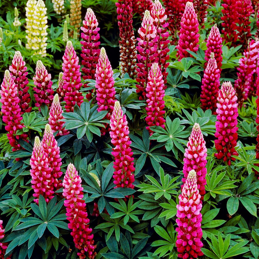 LUPIN Russell hybrids The Pages (carmine) 9cm Pot Perennials