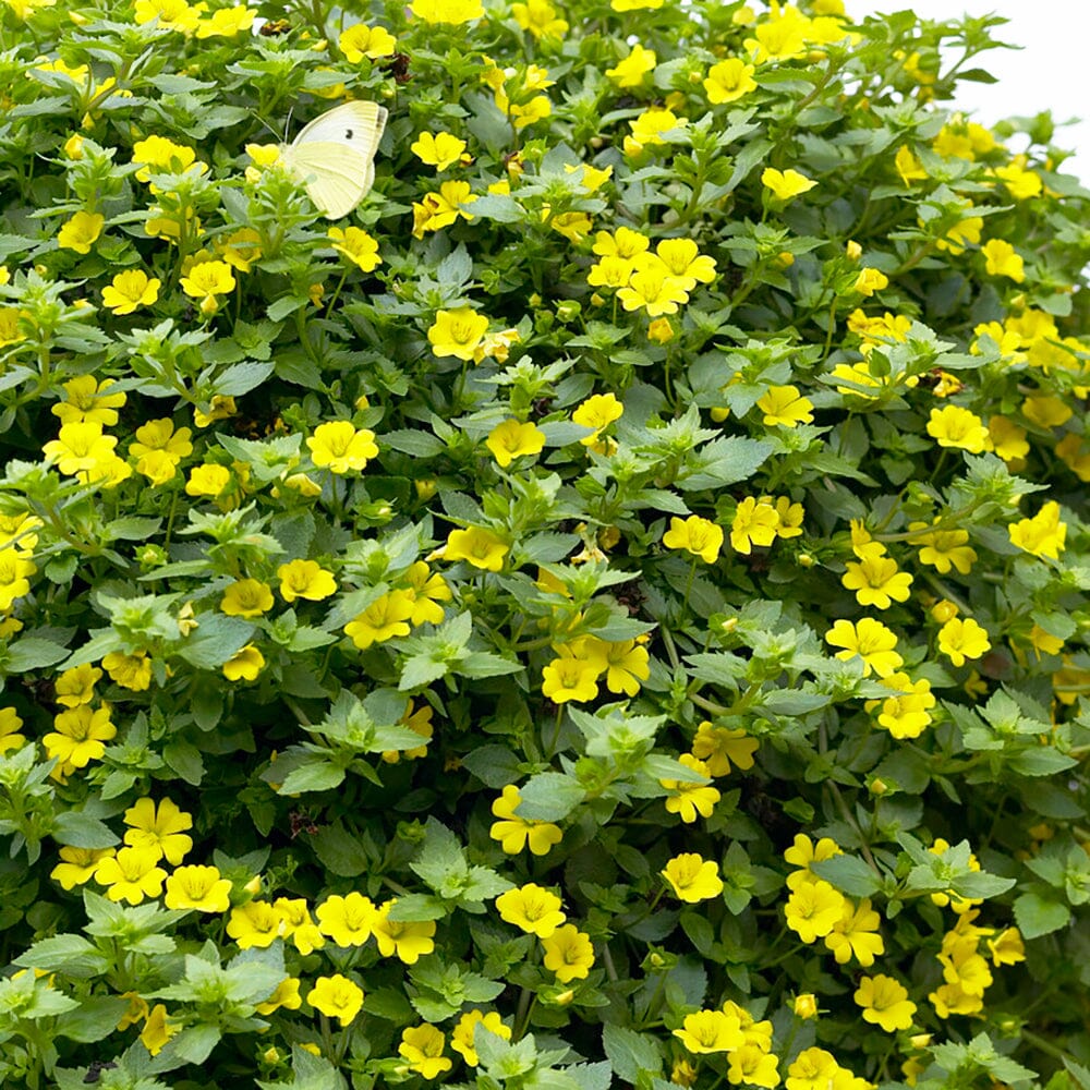 Mercardonia Aurita Yellow 18 x 3cm Jumbo Plug Plants Bedding Plants