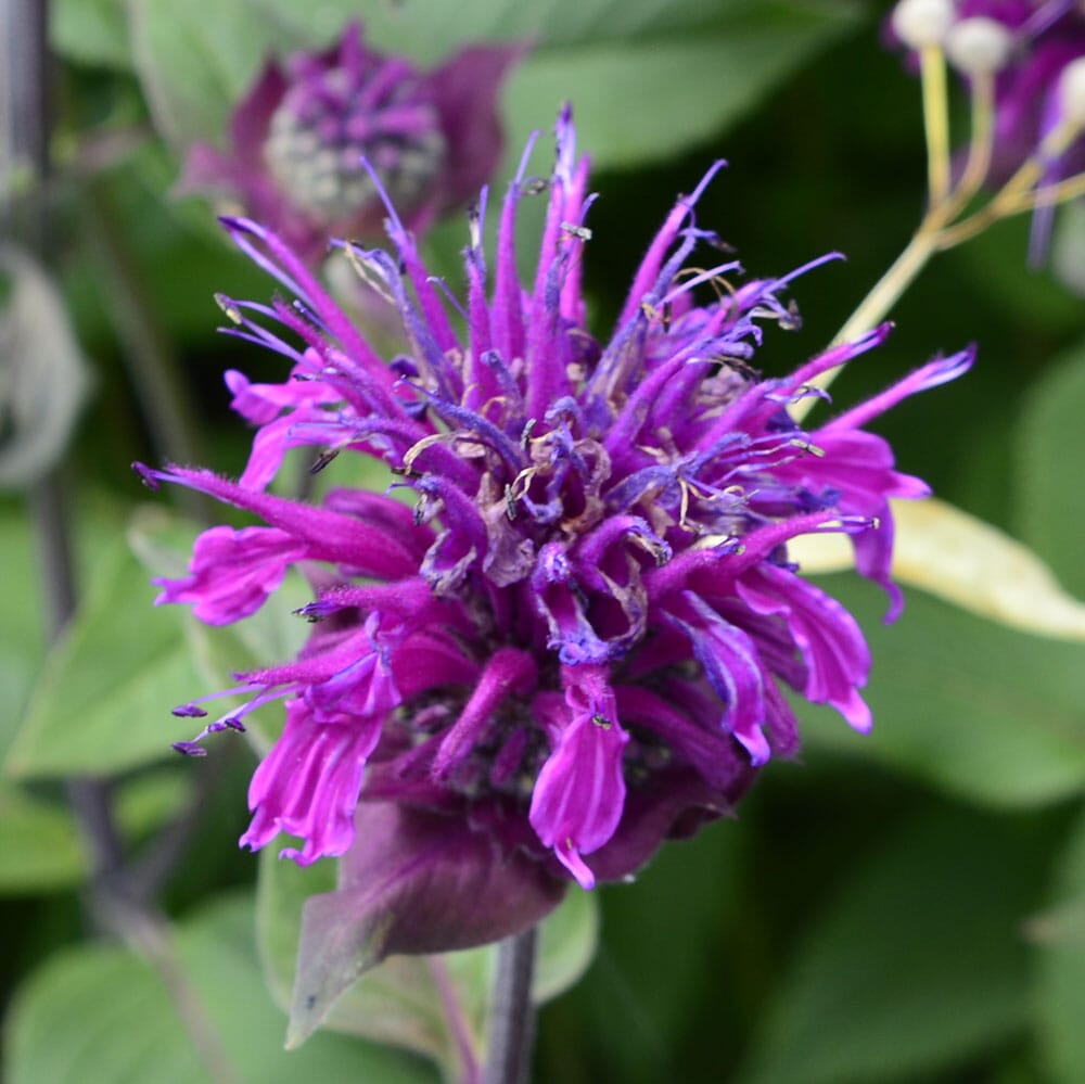 MONARDA didyma Balmy Purple 9cm Pot Perennials