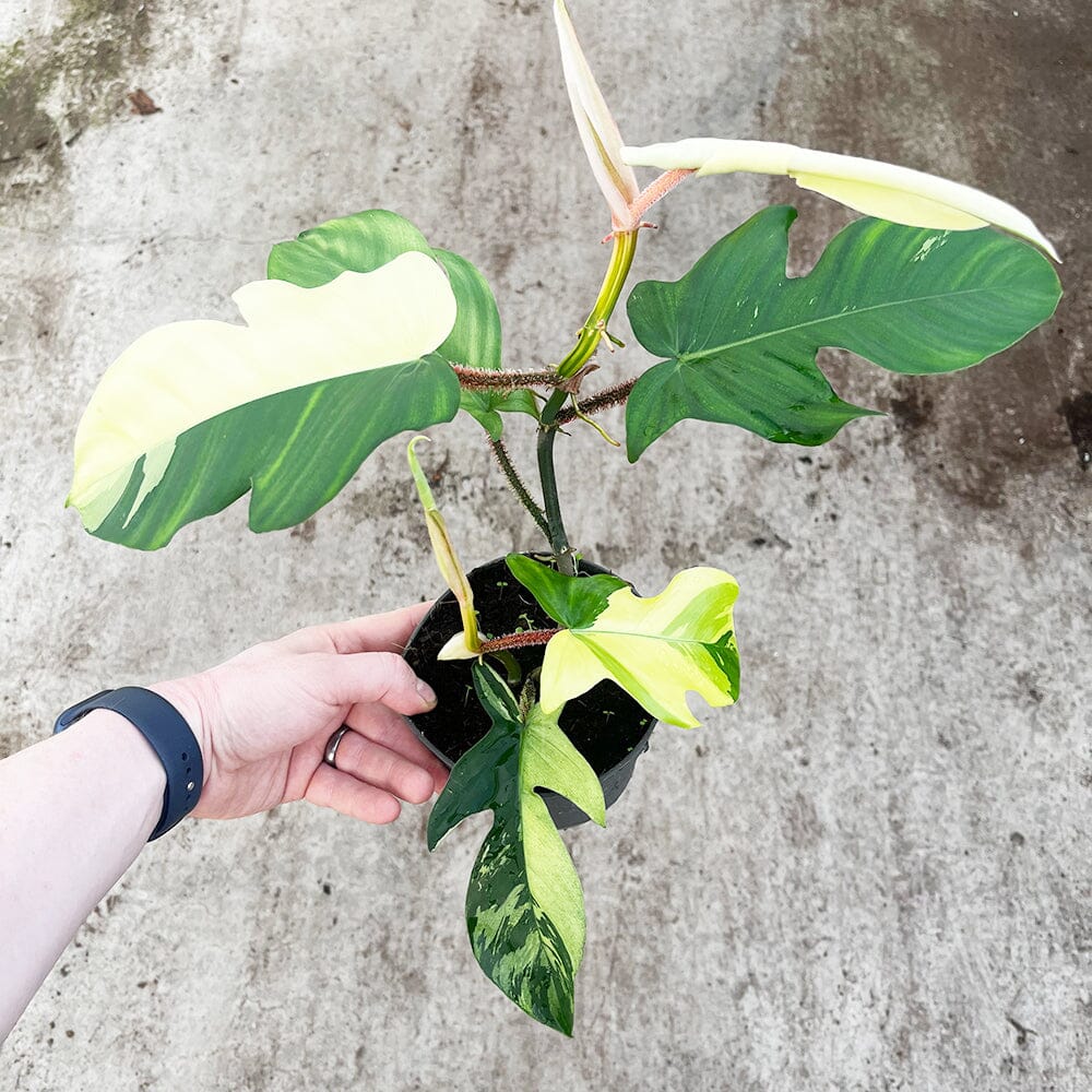Philodendron Snowdrift Care: Expert Tips for Thriving Indoor Plants