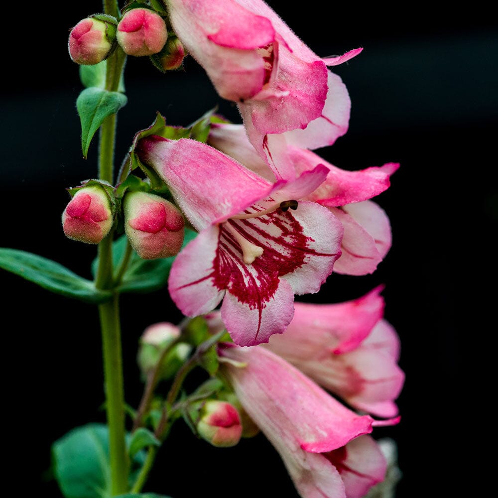 PENSTEMON Hewells Pink 2 Litre Perennials