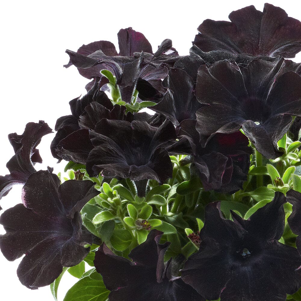 Petunia Patio Back to Black 18 x 3cm Jumbo Plug Plants Bedding Plants