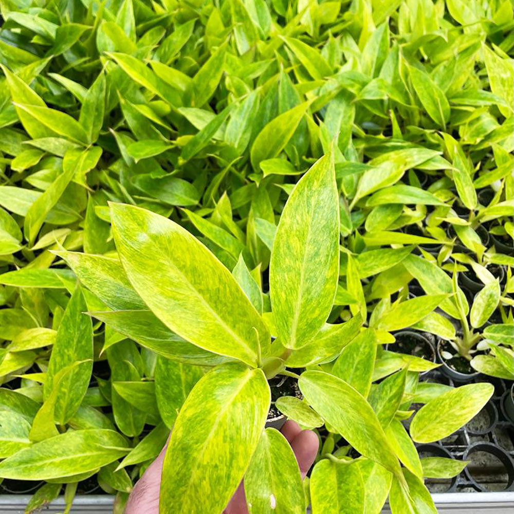 Philodendron Calkins Gold House Plant 6cm Pot House Plant