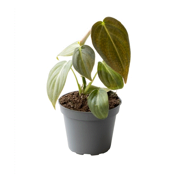 Philodendron Melanochrysum House Plant 6cm Pot House Plant