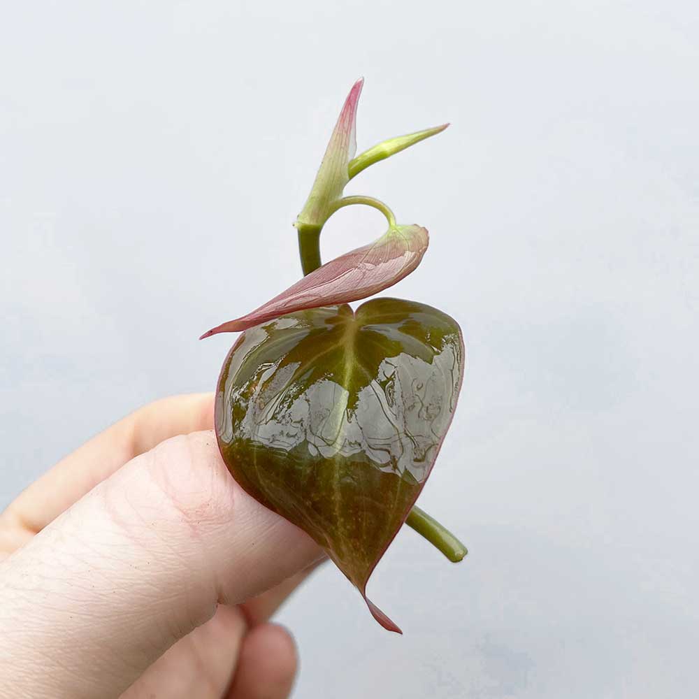 Philodendron Micans Cutting Houseplant Cuttings