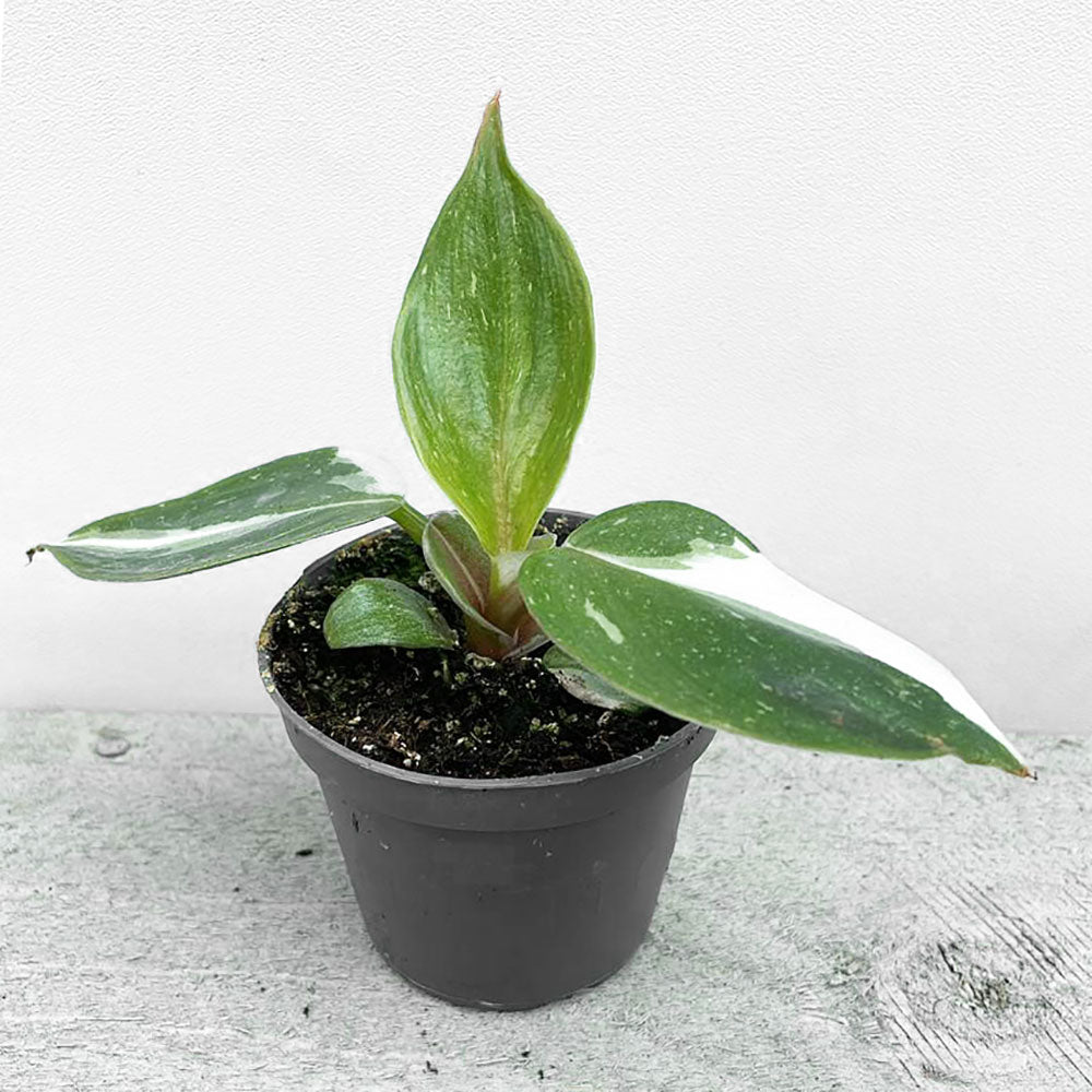 Philodendron White Knight House Plant 6cm Pot Potted Houseplants