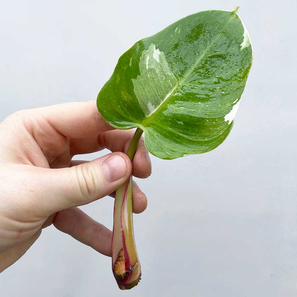Philodendron White Princess Cutting Houseplant Cuttings