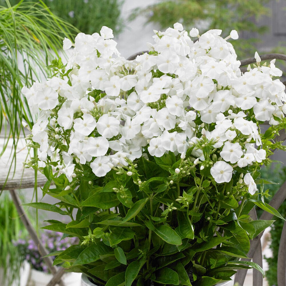 PHLOX paniculata Sweet Summer White 9cm Pot Perennials
