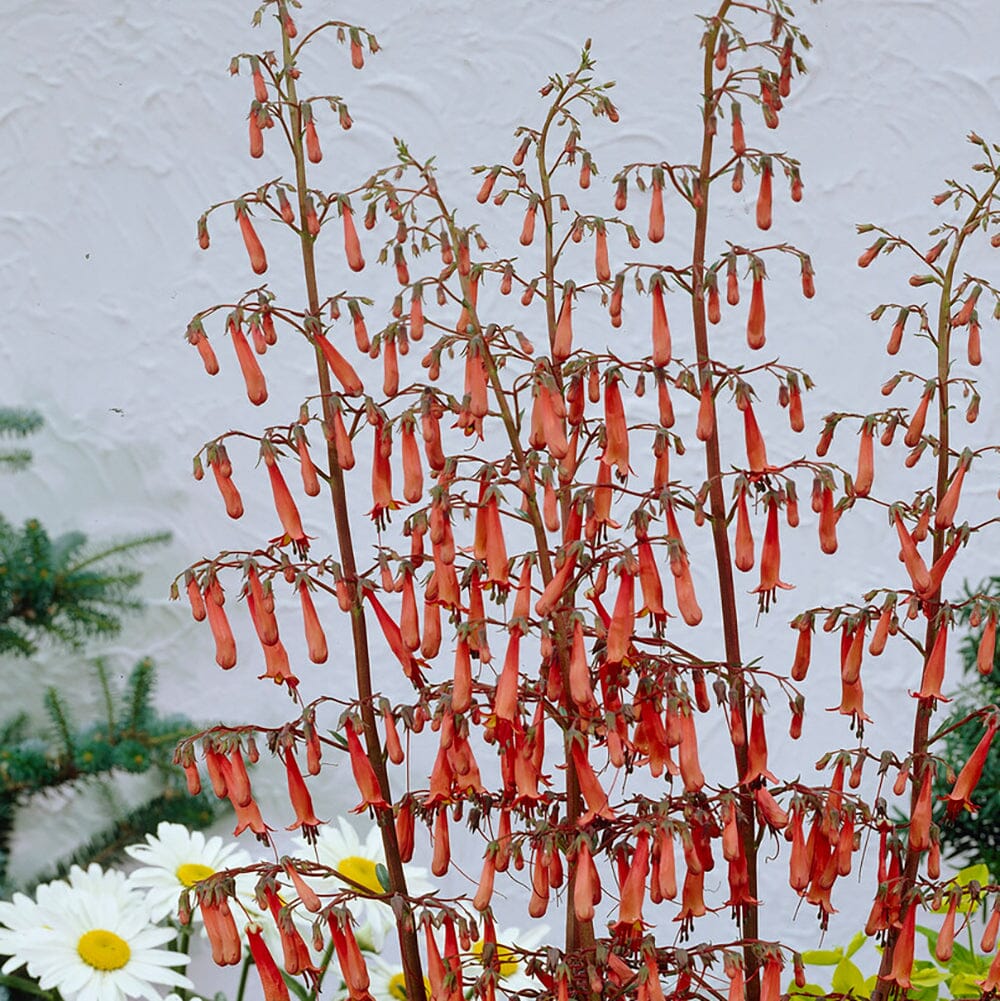PHYGELIUS x rectus African Queen 9cm Pot Perennials