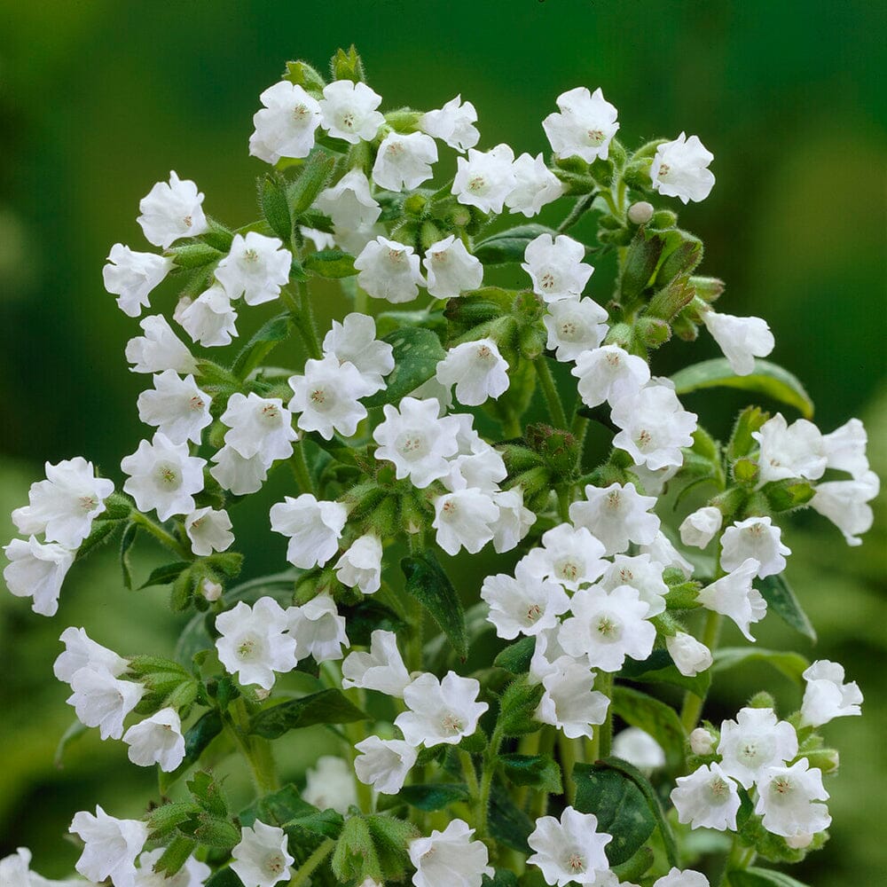 PULMONARIA Sissinghurst White 9cm Pot Perennials