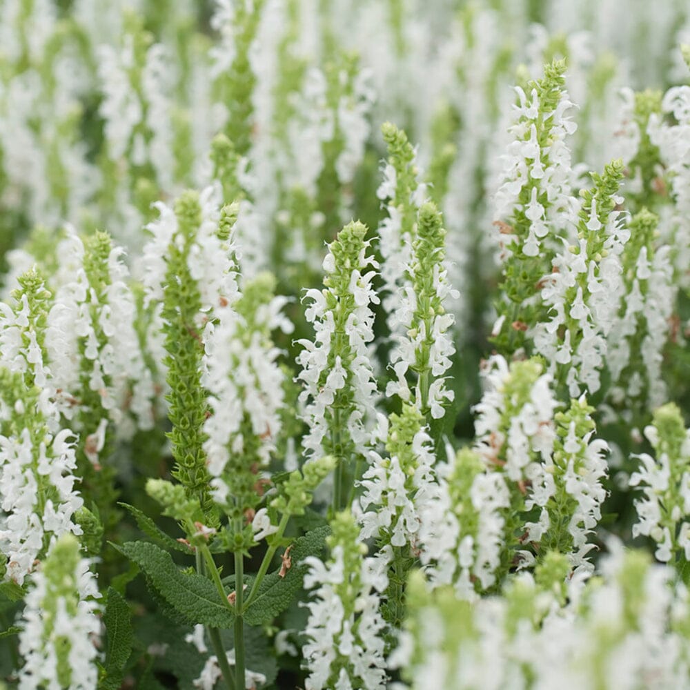 SALVIA nemorosa Sensation White 9cm Pot Perennials