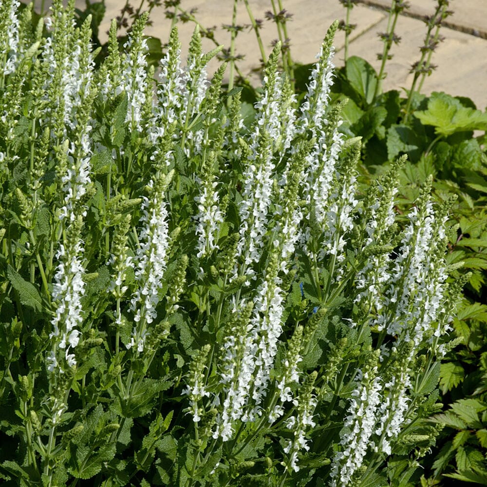 SALVIA x superba Merleau White 9cm Pot Perennials