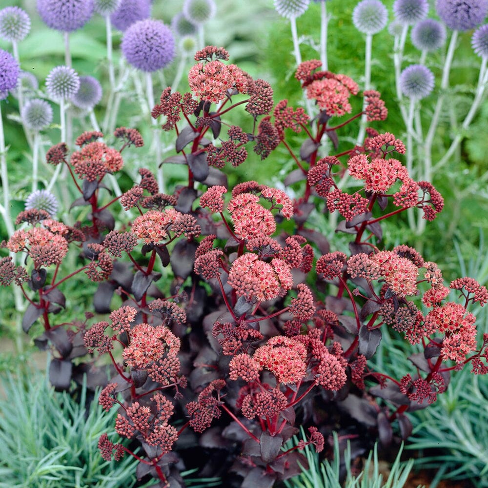 SEDUM Purple Emperor 9cm Pot Perennials