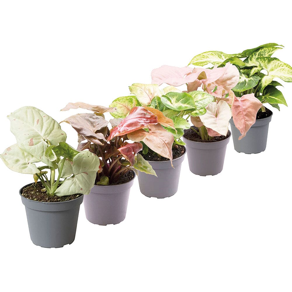 Syngonium Collection - Baby Houseplants House Plant