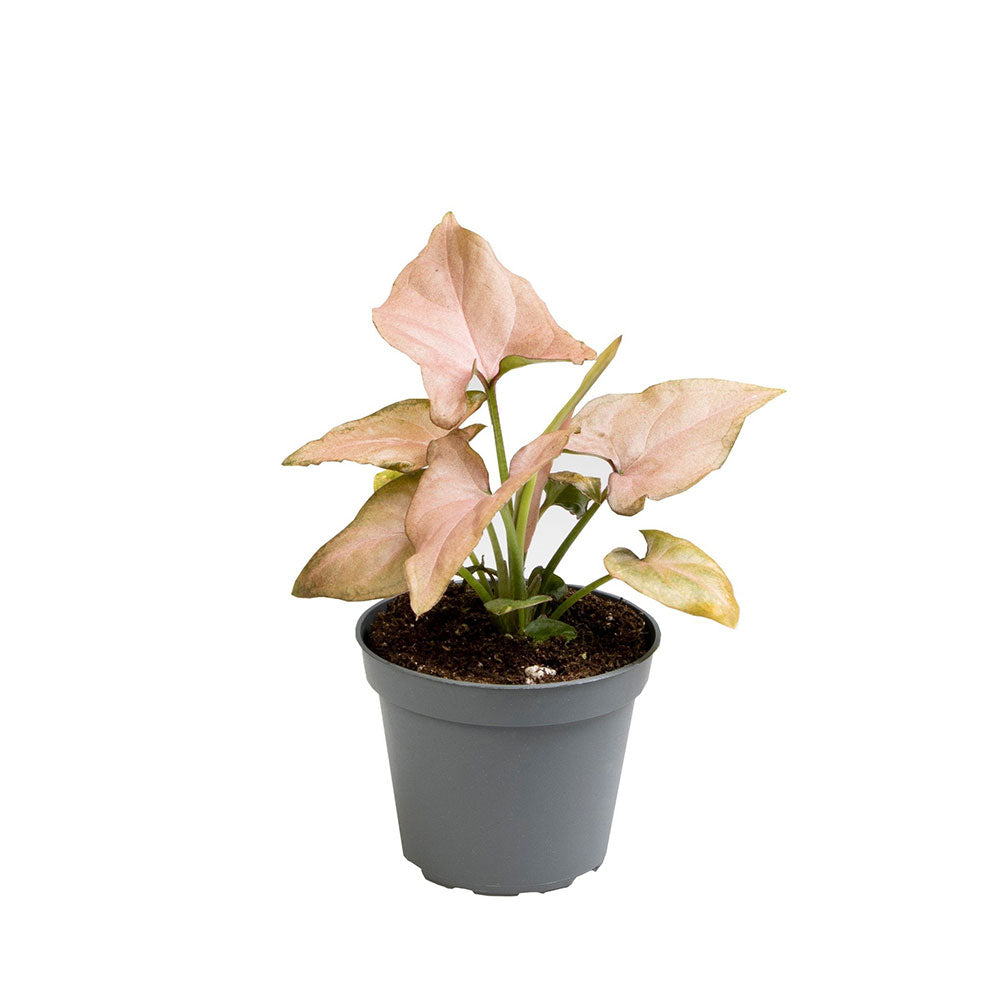 Syngonium Pink Allusion Arrowhead House Plant 6cm Pot Potted Houseplants