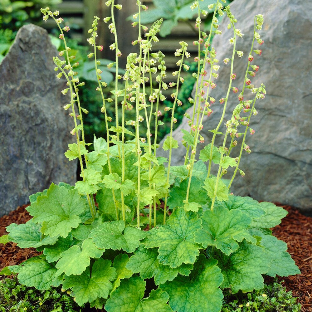 TELLIMA grandiflora 9cm Pot Perennials