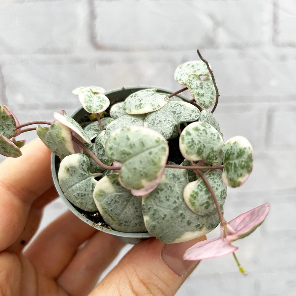Variegated Ceropegia Woodii String of Hearts House Plant 6cm Pot House Plant