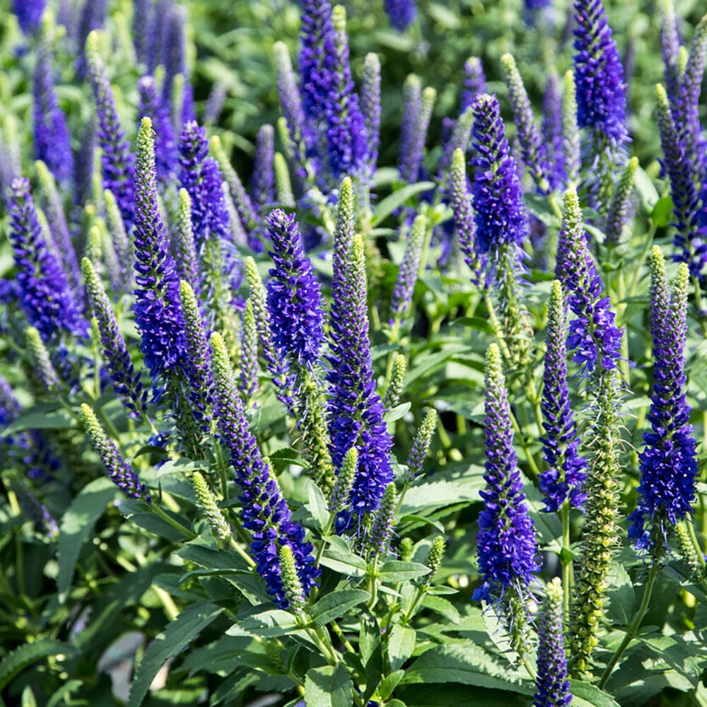 VERONICA spicata Anniversary Blue 2 Litre Perennials