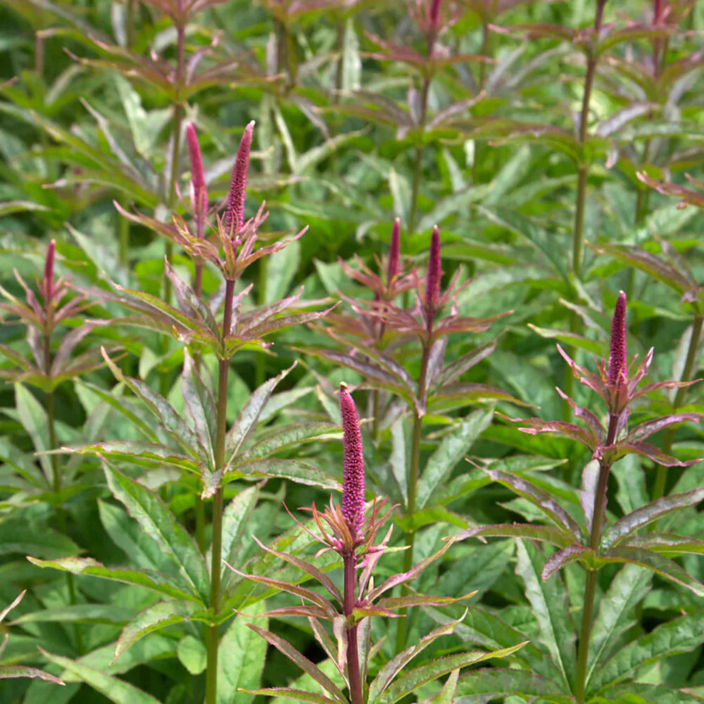 VERONICA spicata Rosa Zwerg 9cm Pot Perennials